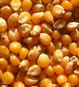indian maize export